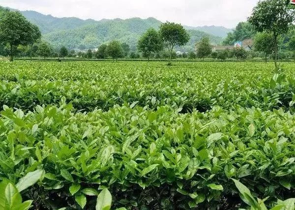 【產(chǎn)業(yè)立市　桃源在行動(dòng)】喜訊！桃源這2家富硒企業(yè)入選2019湖南省級(jí)工業(yè)旅游示范點(diǎn)